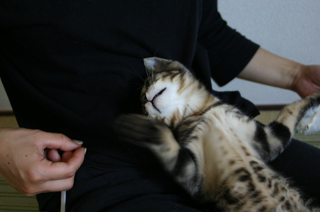 猫の脱走を防ぐ玄関対策完全ガイド