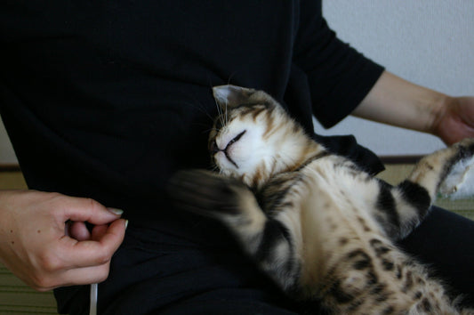 猫の脱走を防ぐ玄関対策完全ガイド