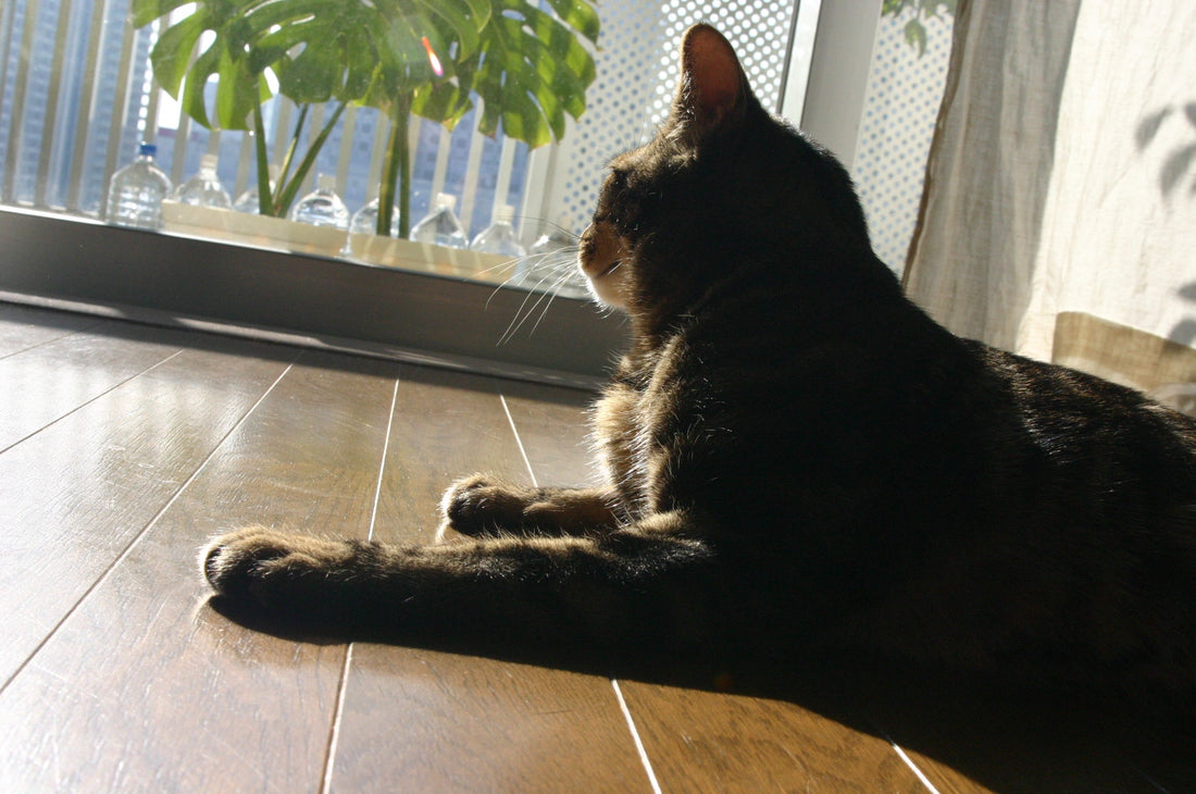猫に有毒な観葉植物リスト完全版