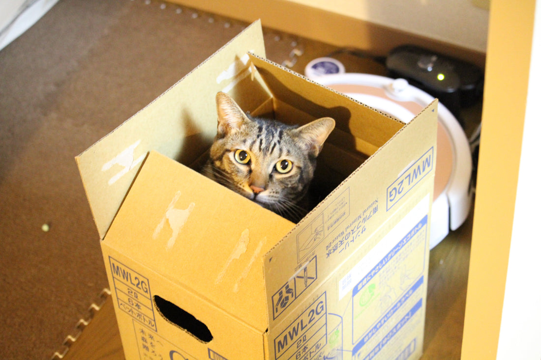 猫に危険な家庭用洗剤・化学物質まとめ