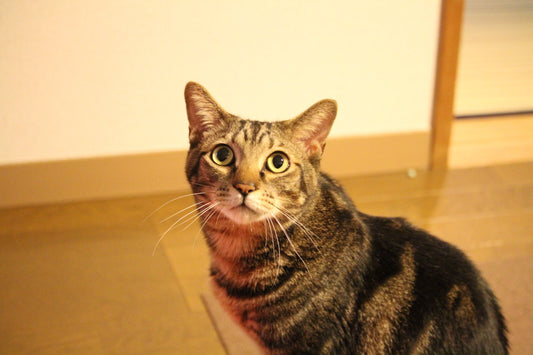 猫のトイレの正しい掃除方法と消臭のポイント