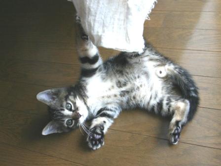 猫のいる家でのフローリングワックスの選び方