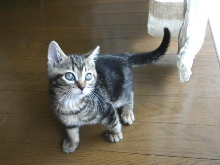 夏の猫の熱中症対策と室温管理